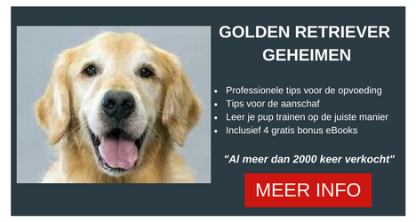 Zwarte Golden Retriever Www Goldenretrieveradvies Nl